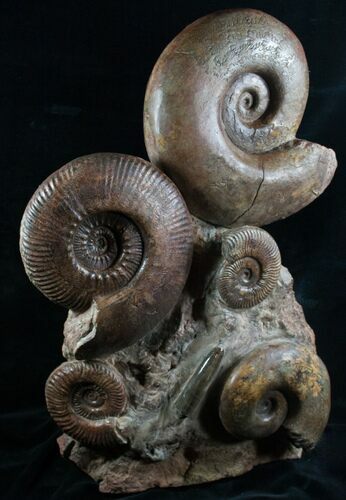 Lytoceras & Hammatoceras Ammonite Sculpture - #7990